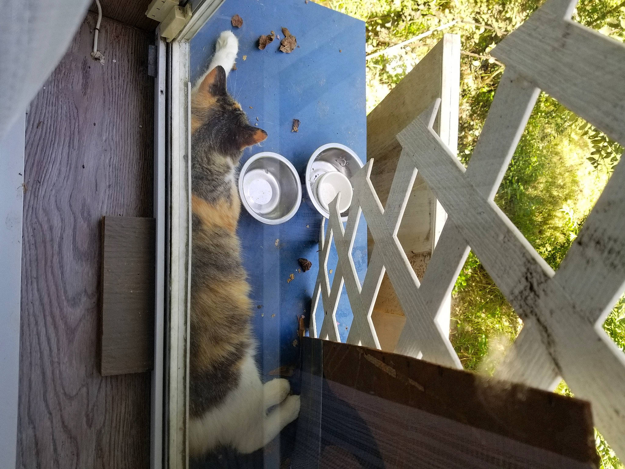 Melody joined the competition — help win amazing prizes! architecture, art, building, carnivore, cat, daytime, domestic_short_haired_cat, facade, felidae, font, grey, house, plant, roof, small_to_medium_sized_cats, sunlight, tree, whiskers, window, wood