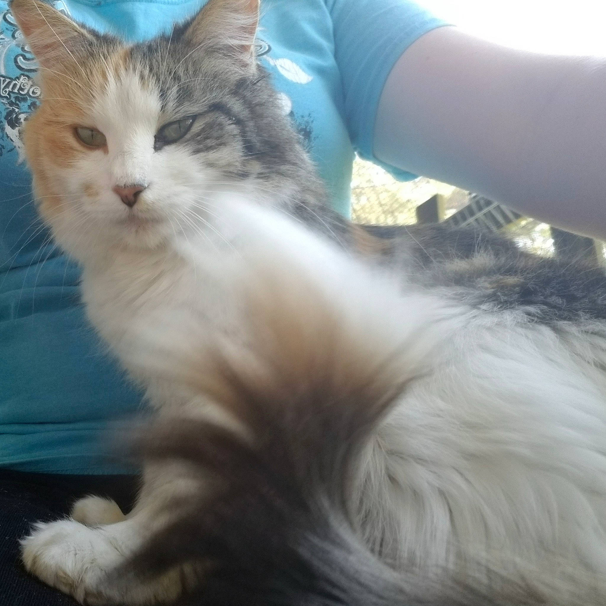 Melody joined the competition — help win amazing prizes! carnivore, cat, claw, comfort, companion_dog, domestic_short_haired_cat, fawn, felidae, fur, gesture, lap, mammal, paw, plant, sitting, small_to_medium_sized_cats, snout, tail, vertebrate, whiskers