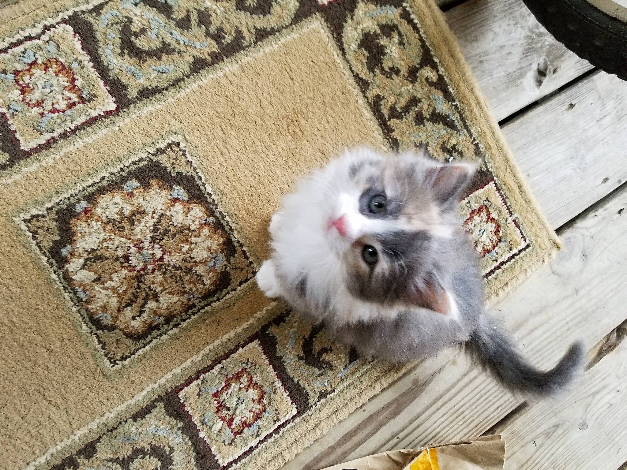 Harmony joined the competition — help win amazing prizes! birman, carnivore, cat, claw, fawn, felidae, floor, flooring, fur, grey, hardwood, paw, rectangle, rug, siamese, small_to_medium_sized_cats, snout, tail, whiskers, wood