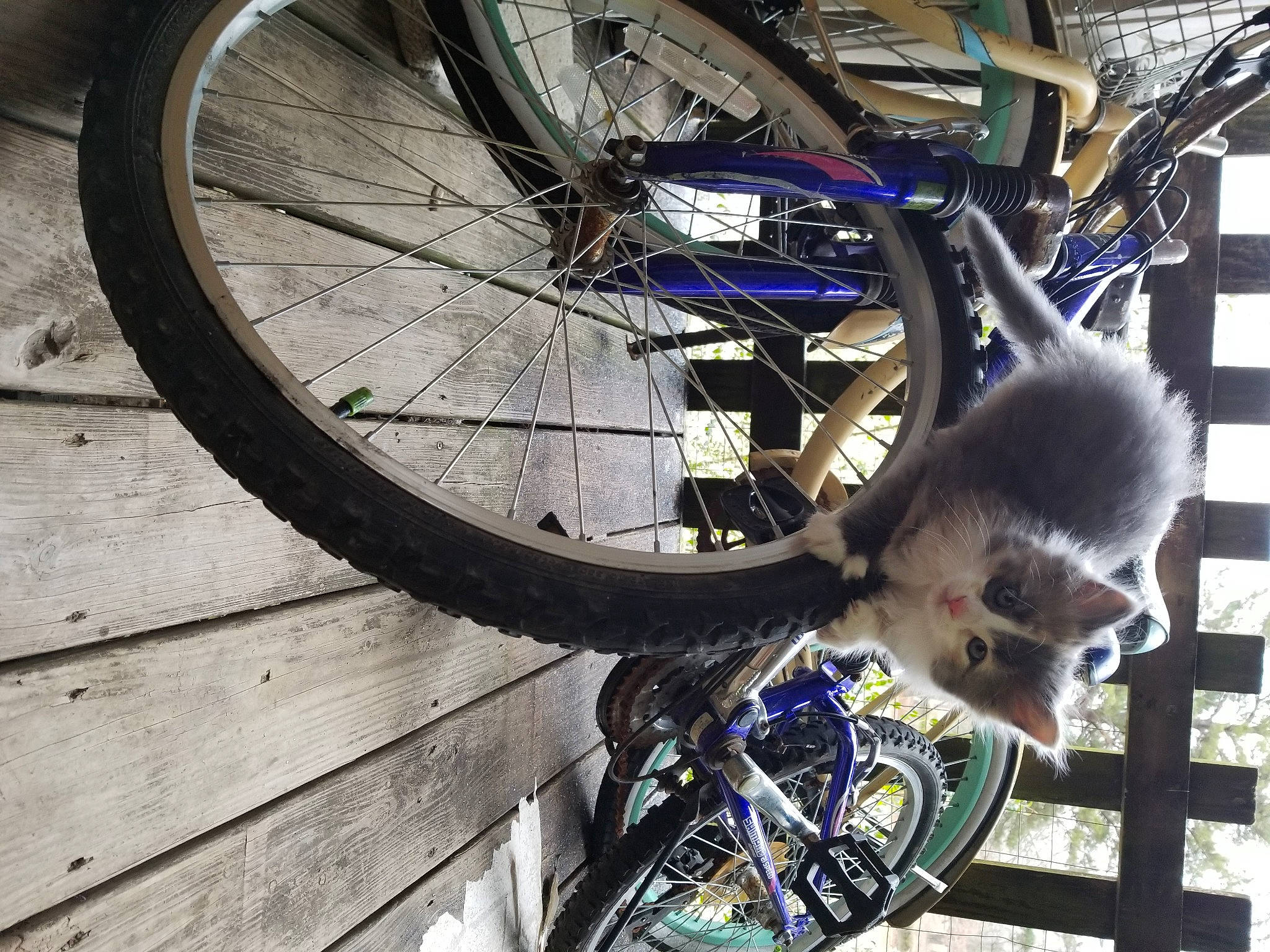 Harmony is registered to the contest to win money with this photo: automotive_tire, bicycle, bicycle_chain, bicycle_fork, bicycle_frame, bicycle_handlebar, bicycle_hub, bicycle_stem, bicycle_tire, bicycle_wheel, bicycle_wheel_rim, bicycles_equipment_and_supplies, crankset, hub_gear, motor_vehicle, tire, tread, vehicle, vehicle_brake, wheel