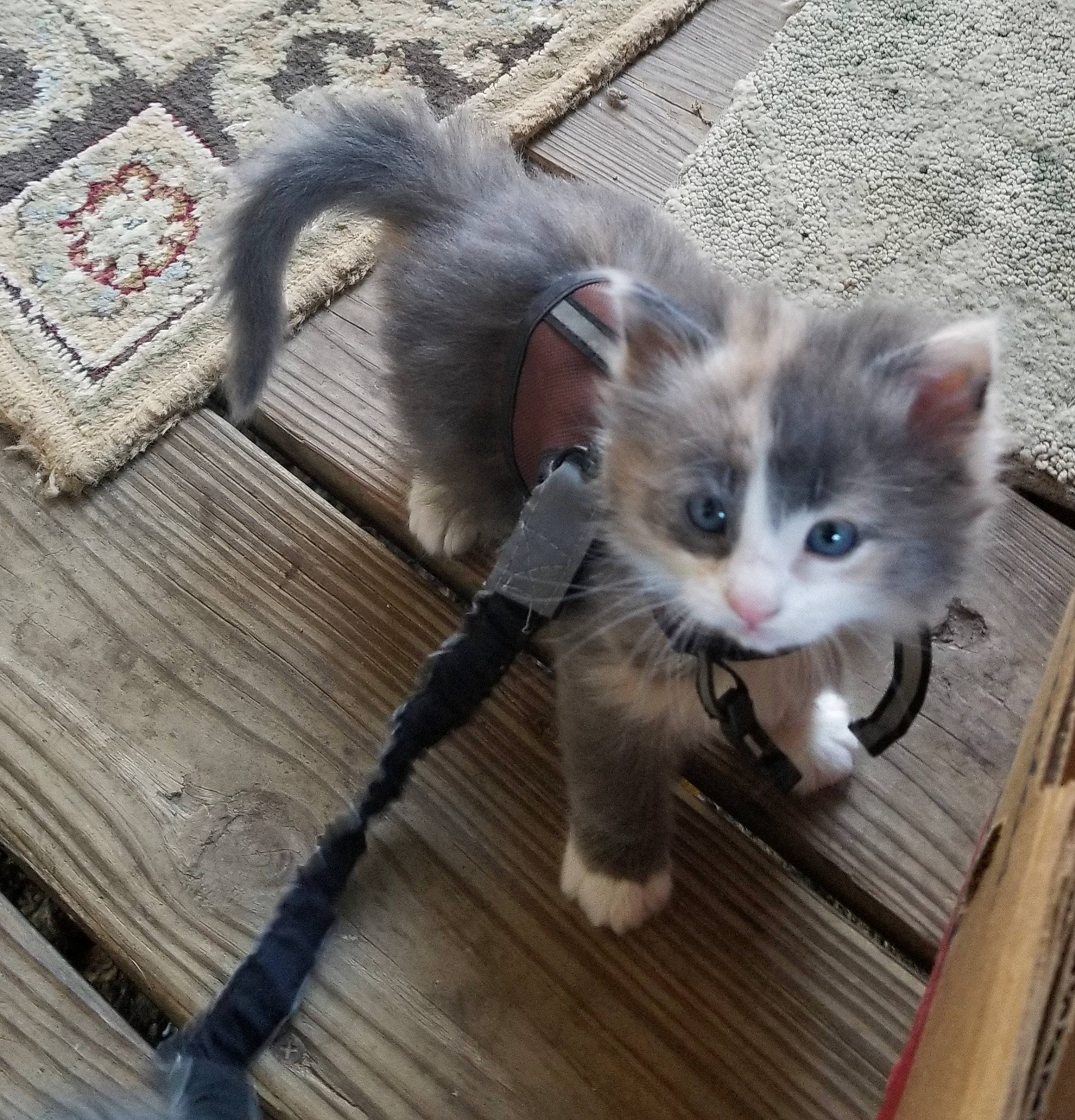 Harmony joined the competition — help win amazing prizes! carnivore, cat, claw, companion_dog, domestic_short_haired_cat, fawn, felidae, floor, flooring, fur, hardwood, laminate_flooring, paw, plank, small_to_medium_sized_cats, snout, tail, terrestrial_animal, whiskers, wood