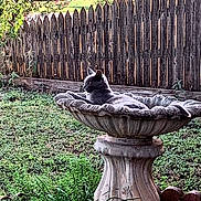 Karina joined the competition — help win amazing prizes! cat, birdbath, garden, grass, wooden_fence, outdoor, relaxed, gray_cat, nature, plants, daylight, animal, pet, feline, resting, scenery, summer, peaceful, sunlight, flora