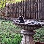 cat, birdbath, garden, grass, wooden_fence, outdoor, relaxed, gray_cat, nature, plants, daylight, animal, pet, feline, resting, scenery, summer, peaceful, sunlight, flora
