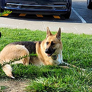Maddie is registered to the contest to win money with this photo: dog, german_shepherd, grass, outdoor, parked_car, sidewalk, sidewalk_chalk, pet, animal, canine, collar, daylight, nature, relaxed, greenery, fur, mammal, street, vehicle, sunlight
