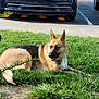 dog, german_shepherd, grass, outdoor, parked_car, sidewalk, sidewalk_chalk, pet, animal, canine, collar, daylight, nature, relaxed, greenery, fur, mammal, street, vehicle, sunlight
