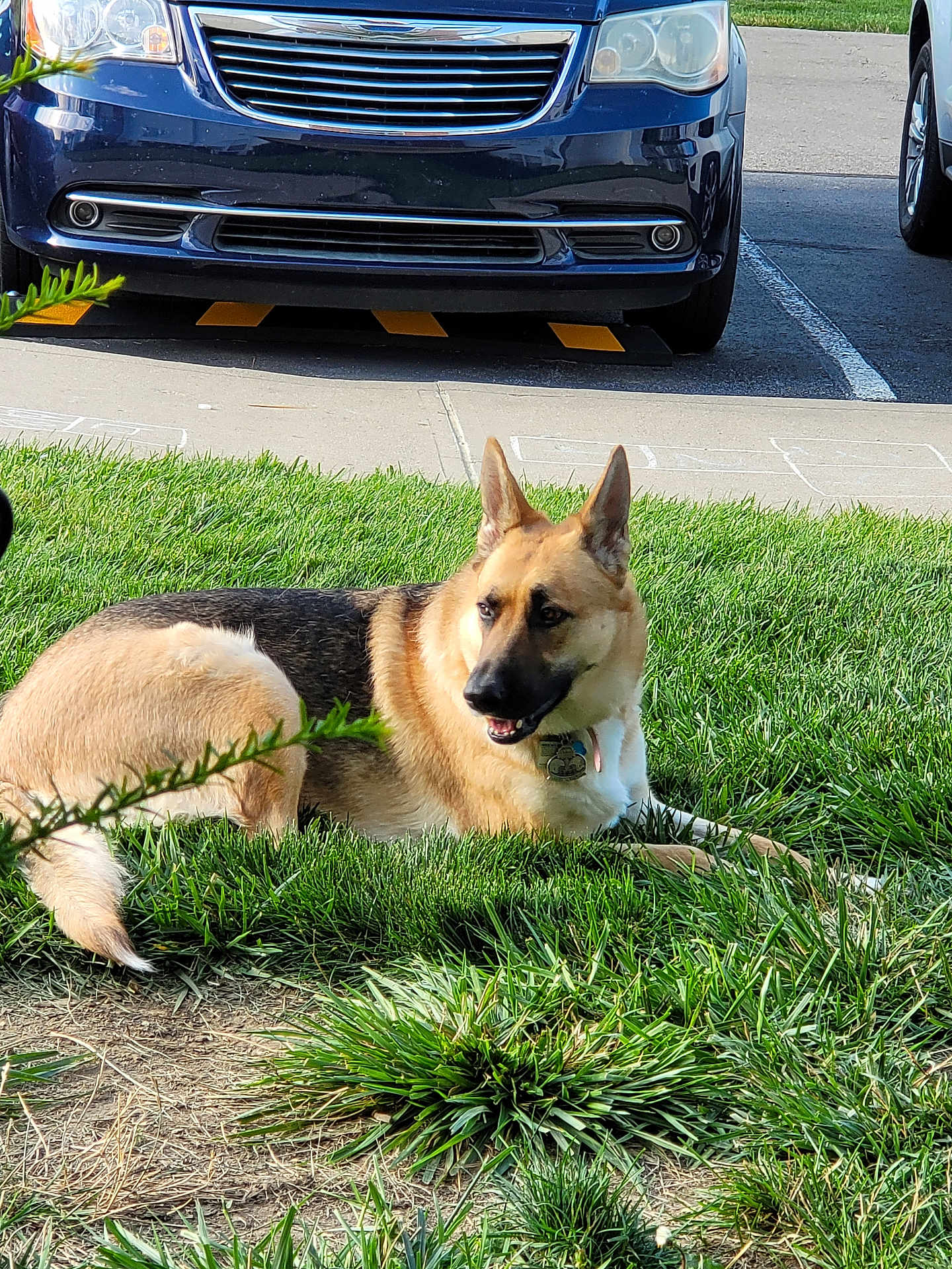 Maddie is registered to the contest to win money with this photo: dog, german_shepherd, grass, outdoor, parked_car, sidewalk, sidewalk_chalk, pet, animal, canine, collar, daylight, nature, relaxed, greenery, fur, mammal, street, vehicle, sunlight