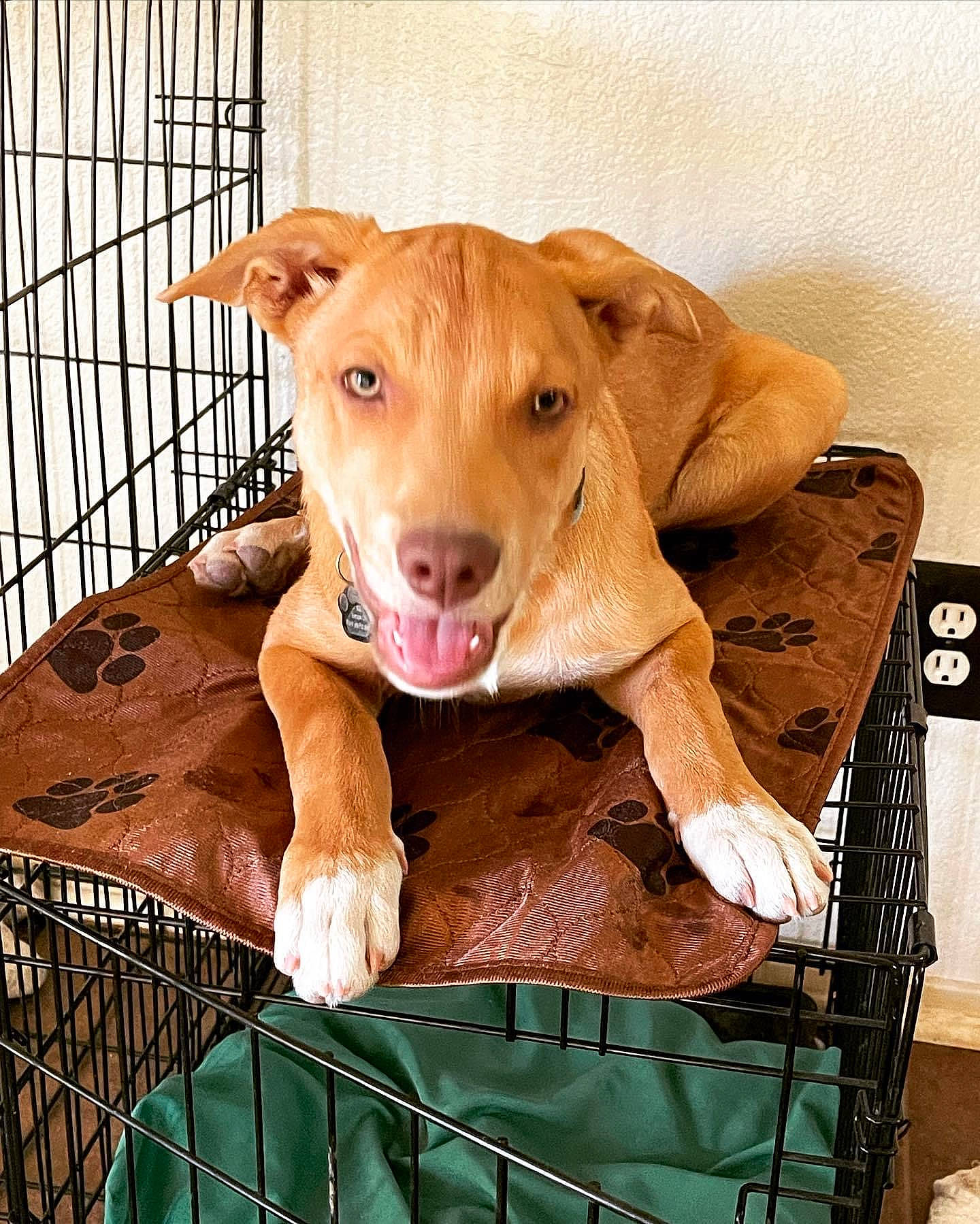 Gibson joined the competition — help win amazing prizes! animal_shelter, canidae, carnivore, comfort, companion_dog, dog, dog_breed, dog_supply, fawn, fur, liver, paw, pet_supply, snout, sporting_group, terrestrial_animal, toy, whiskers, wood, working_animal