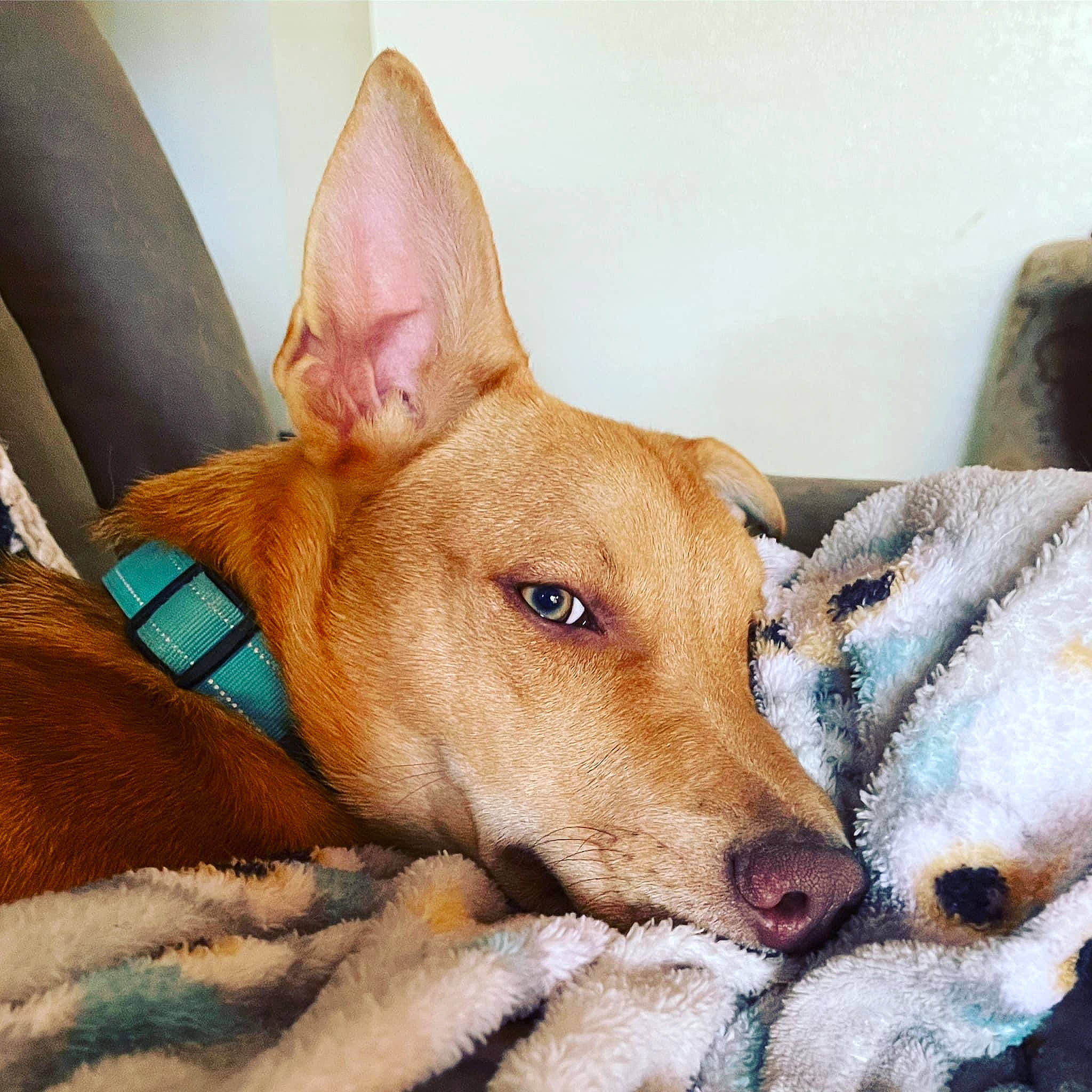 Gibson joined the competition — help win amazing prizes! canidae, carnivore, comfort, companion_dog, dog, dog_breed, dog_supply, ear, fawn, fur, non_sporting_group, paw, snout, sporting_group, terrestrial_animal, whiskers, working_animal