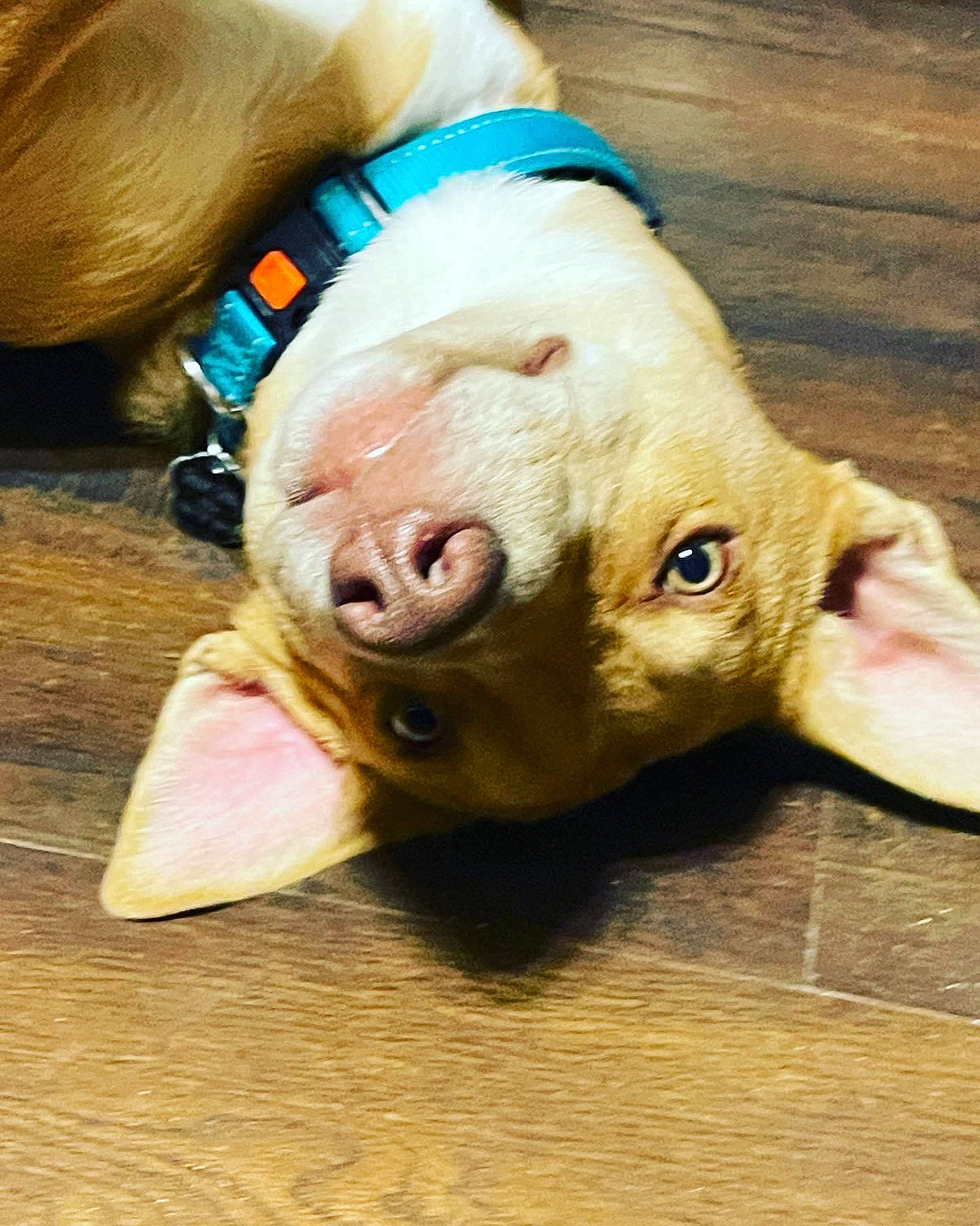 Gibson joined the competition — help win amazing prizes! canidae, carnivore, companion_dog, dog, dog_breed, domestic_pig, fawn, fur, human_leg, livestock, natural_material, pet_supply, snout, sporting_group, suidae, terrestrial_animal, whiskers, wood, working_animal, wrinkle