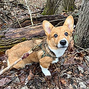 Finnegan joined the competition — help win amazing prizes! dog, corgi, puppy, leash, harness, forest, tree, leaves, outdoor, nature, brown, white, pet, animal, cute, looking_up, walking, wood, ground, ears