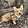 dog, corgi, puppy, leash, harness, forest, tree, leaves, outdoor, nature, brown, white, pet, animal, cute, looking_up, walking, wood, ground, ears