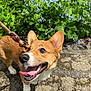 Finnegan is registered to the contest to win money with this photo: dog, corgi, happy, tongue_out, leash, pet, animal, outdoor, sunlight, pavement, greenery, flowers, nature, canine, cute, smiling, walking, ears, fur, closeup