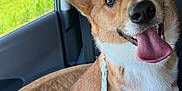 Finnegan joined the competition — help win amazing prizes! dog, corgi, car, car_seat, tongue_out, pet, happy, animal, window, greenery, daylight, leash, interior, seatbelt, cute, outdoor_view, canine, smiling, fur, ears