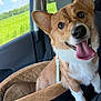 dog, corgi, car, car_seat, tongue_out, pet, happy, animal, window, greenery, daylight, leash, interior, seatbelt, cute, outdoor_view, canine, smiling, fur, ears