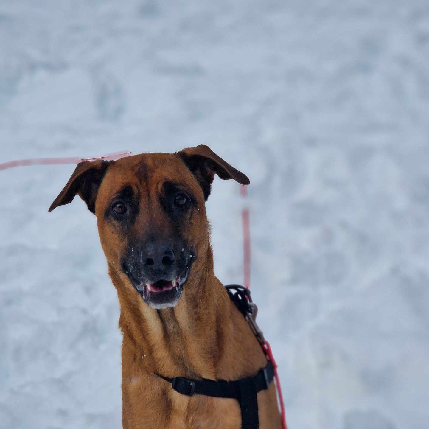 Gaïa a rejoint le concours — aidez-le/la à gagner de superbes lots ! accessories, animal, boxer, bulldog, canine, collar, dog, germanshepherd, goggles, harness, hound, leash, nature, outdoors, pet, pitbull, puppy, snout, snow, strap