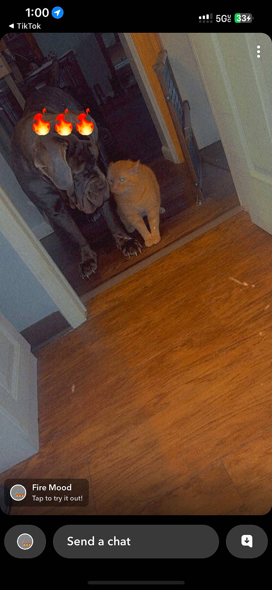 Xena joined the competition — help win amazing prizes! brown, building, ceiling, floor, flooring, gas, hardwood, house, laminate_flooring, molding, pattern, plank, plywood, property, room, stairs, varnish, wood, wood_flooring, wood_stain