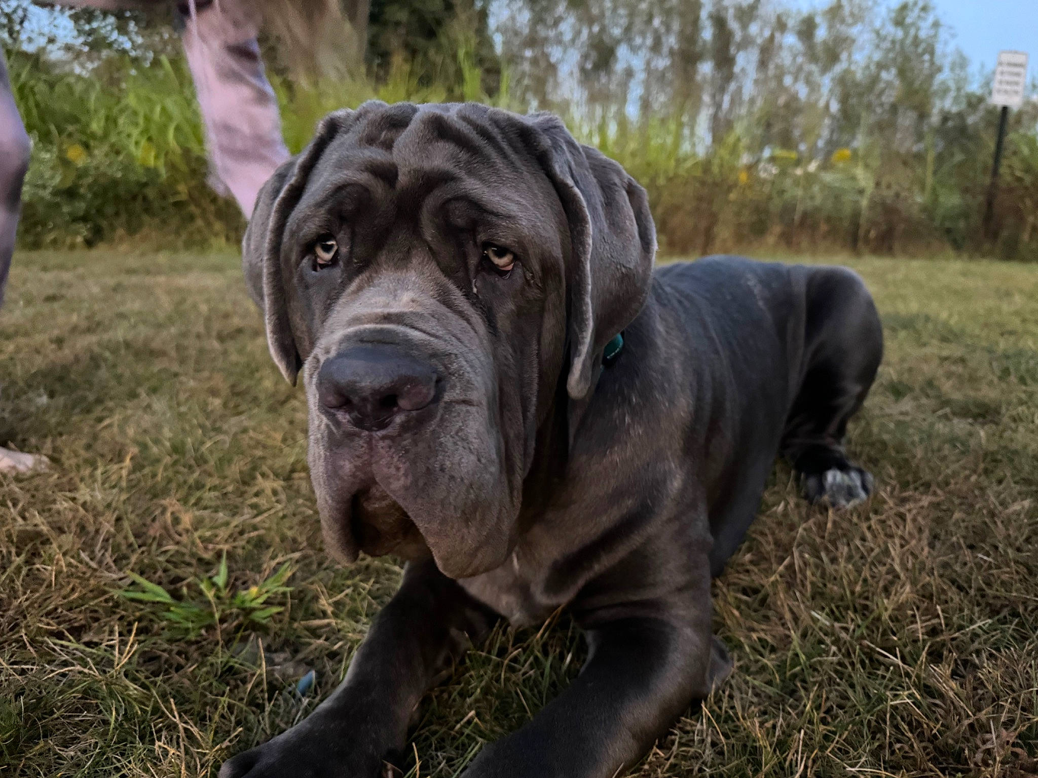 Xena joined the competition — help win amazing prizes! canidae, carnivore, companion_dog, dog, dog_breed, fawn, grass, guard_dog, hunting_dog, molosser, non_sporting_group, plant, snout, sporting_group, terrestrial_animal, tree, working_animal, working_dog, wrinkle