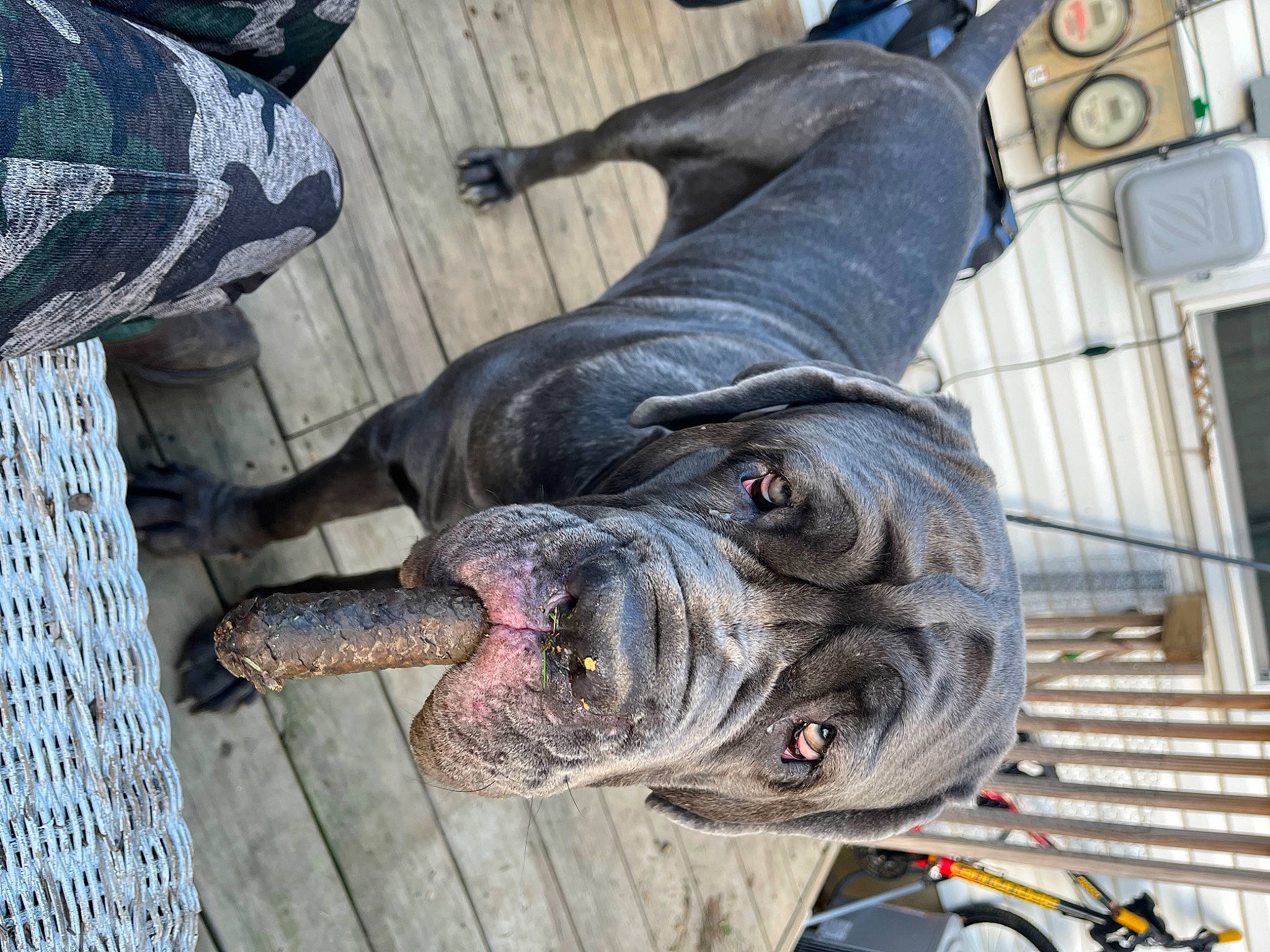 Xena is registered to the contest to win money with this photo: automotive_tire, canidae, carnivore, collar, companion_dog, dog, dog_breed, fawn, grey, metal, neapolitan_mastiff, non_sporting_group, snout, sporting_group, terrestrial_animal, working_animal, working_dog, wrinkle