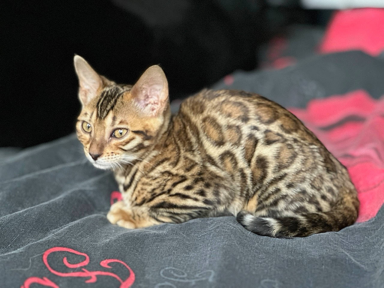 Umy a rejoint le concours — aidez-le/la à gagner de superbes lots ! carnivore, cat, domestic_short_haired_cat, felidae, fur, small_to_medium_sized_cats, snout, terrestrial_animal, whiskers