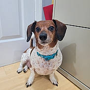 Biscuit joined the competition — help win amazing prizes! dog, small_dog, brown_and_white, collar, indoor, floor, wooden_floor, door, cabinet, pet, animal, sitting, ears, nose, eyes, cute, domestic_animal, portrait, attention, flooring