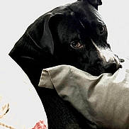 Maggie Mai is registered to the contest to win money with this photo: animal, black_dog, canine, close_up, comfort, cozy, curious_eyes, dog, ears, fur, head, home, indoor, pet, pillow, quiet, relaxed, resting, snout, soft_lighting