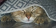Télya participe au concours pour gagner de l'argent avec cette photo : animal, blanket, cat, comfort, cozy, cute, domestic, face, floor, fur, indoor, patterned, paws, pet, quiet, reflection, relaxed, resting, sleeping, tabby