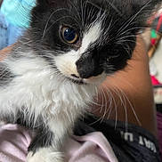 Royal is registered to the contest to win money with this photo: kitten, cat, black_and_white, close_up, fur, whiskers, pet, lap, person, pink_shirt, curious, indoor, blurred_background, cute, animal, young, small_paw, feline, soft, domestic