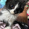 kitten, cat, black_and_white, close_up, fur, whiskers, pet, lap, person, pink_shirt, curious, indoor, blurred_background, cute, animal, young, small_paw, feline, soft, domestic
