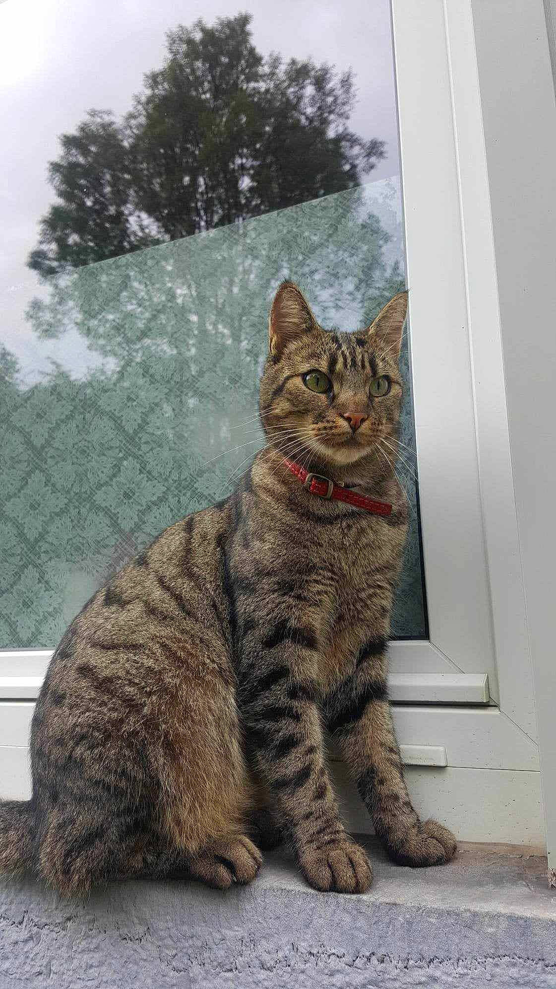 Tony participe au concours pour gagner de l'argent avec cette photo : art, carnivore, cat, domestic_short_haired_cat, fawn, felidae, fur, grass, grey, paw, road_surface, sky, small_to_medium_sized_cats, snout, tail, terrestrial_animal, tree, whiskers, wildlife, window