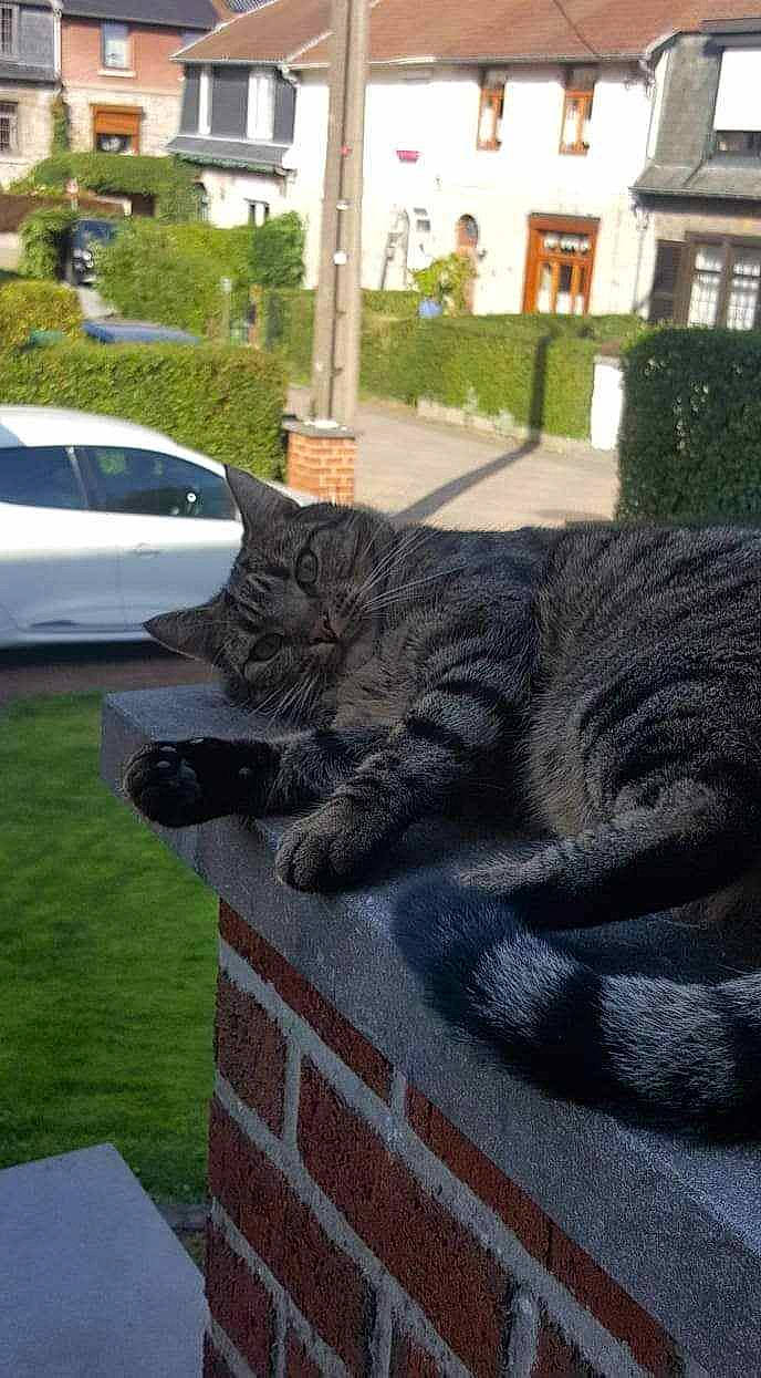 Tony participe au concours pour gagner de l'argent avec cette photo : art, asphalt, carnivore, cat, domestic_short_haired_cat, felidae, fur, grass, grey, plant, road_surface, sidewalk, small_to_medium_sized_cats, snout, tail, terrestrial_animal, tree, vehicle, whiskers, window