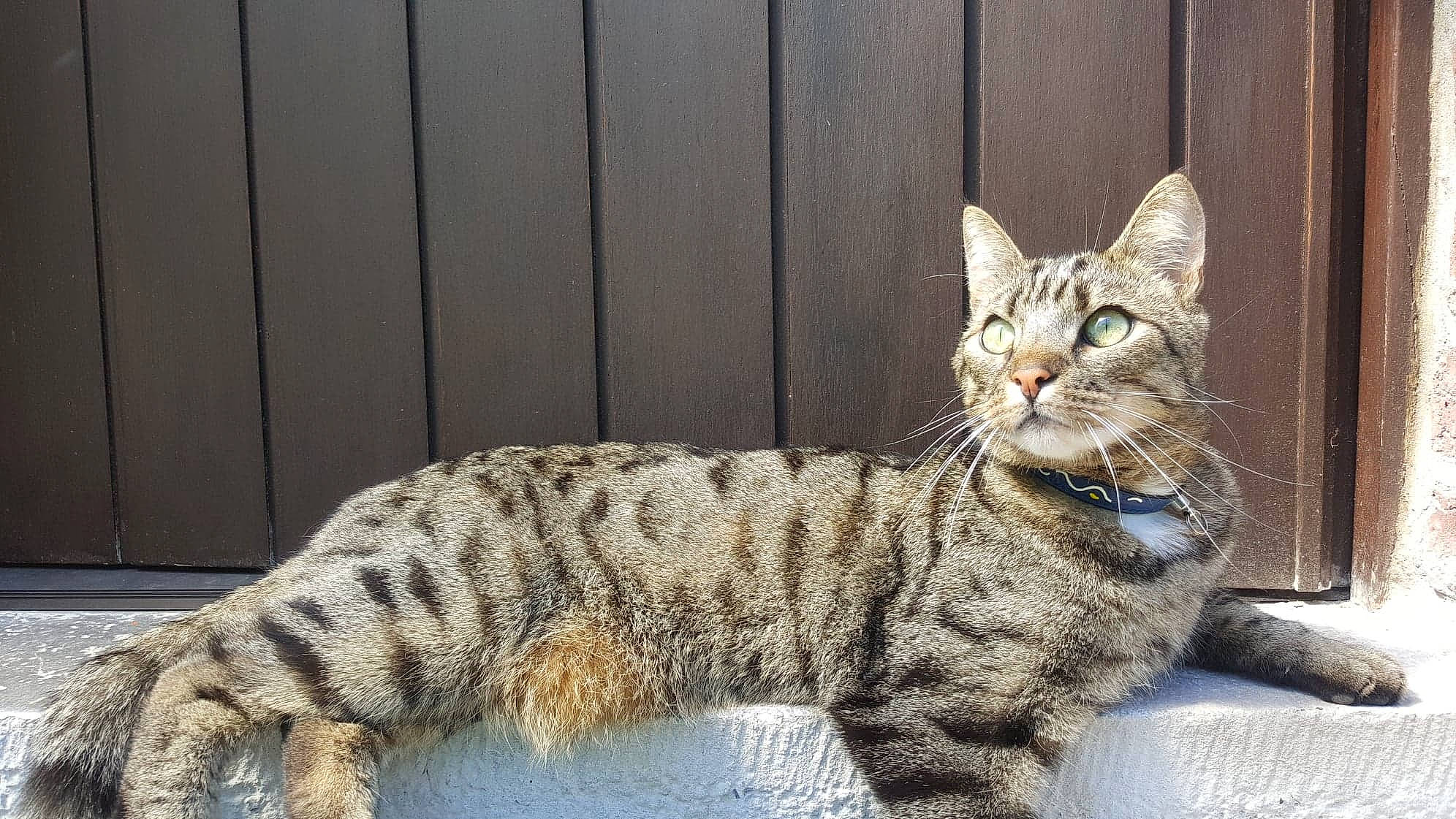 Tony participe au concours pour gagner de l'argent avec cette photo : american_shorthair, american_wirehair, arabian_mau, asian, australian_mist, california_spangled, carnivore, cat, domestic_short_haired_cat, dragon_li, european_shorthair, felidae, mammal, ocicat, pixie_bob, small_to_medium_sized_cats, tabby_cat, toyger, vertebrate, whiskers