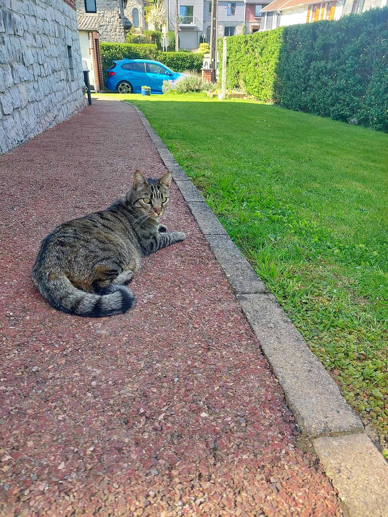 Tony participe au concours pour gagner de l'argent avec cette photo : asphalt, carnivore, cat, domestic_short_haired_cat, felidae, flagstone, flooring, grass, groundcover, lawn, plant, road, road_surface, sidewalk, small_to_medium_sized_cats, snout, tail, terrestrial_animal, tree, whiskers