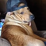 Beast joined the competition — help win amazing prizes! dog, cap, brown_fur, couch, indoor, pet, tongue_out, side_view, relaxed, animal, closeup, furniture, canine, casual, portrait, hat, lazy, domestic_animal, cute, funny