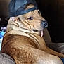 dog, cap, brown_fur, couch, indoor, pet, tongue_out, side_view, relaxed, animal, closeup, furniture, canine, casual, portrait, hat, lazy, domestic_animal, cute, funny