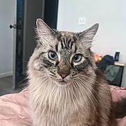 Sebastian is registered to the contest to win money with this photo: animal, bedroom, blanket, blue_eyes, cat, closeup, cozy, cute, domestic_cat, feline, fluffy, fur, household, indoor, looking, pet, portrait, sitting, soft, whiskers