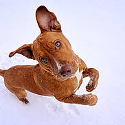 Jakoby is registered to the contest to win money with this photo: active, animal, brown_dog, canine, closeup, cold, curious, dog, ear, fur, looking_up, motion, nose, outdoor, paw, pet, playful, snow, white_background, winter