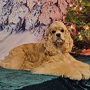 Bailey is registered to the contest to win money with this photo: dog, cocker_spaniel, pet, animal, christmas_tree, holiday, decorations, lights, green_velvet, fur, cute, indoors, festive, relaxed, portrait, winter, ornaments, background, cozy, seasonal
