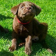 Hallie is registered to the contest to win money with this photo: puppy, dog, brown, grass, outdoor, pet, animal, collar, young, cute, sitting, sunlight, nature, playful, fur, canine, greenery, adorable, friendly, daylight