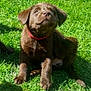 puppy, dog, brown, grass, outdoor, pet, animal, collar, young, cute, sitting, sunlight, nature, playful, fur, canine, greenery, adorable, friendly, daylight