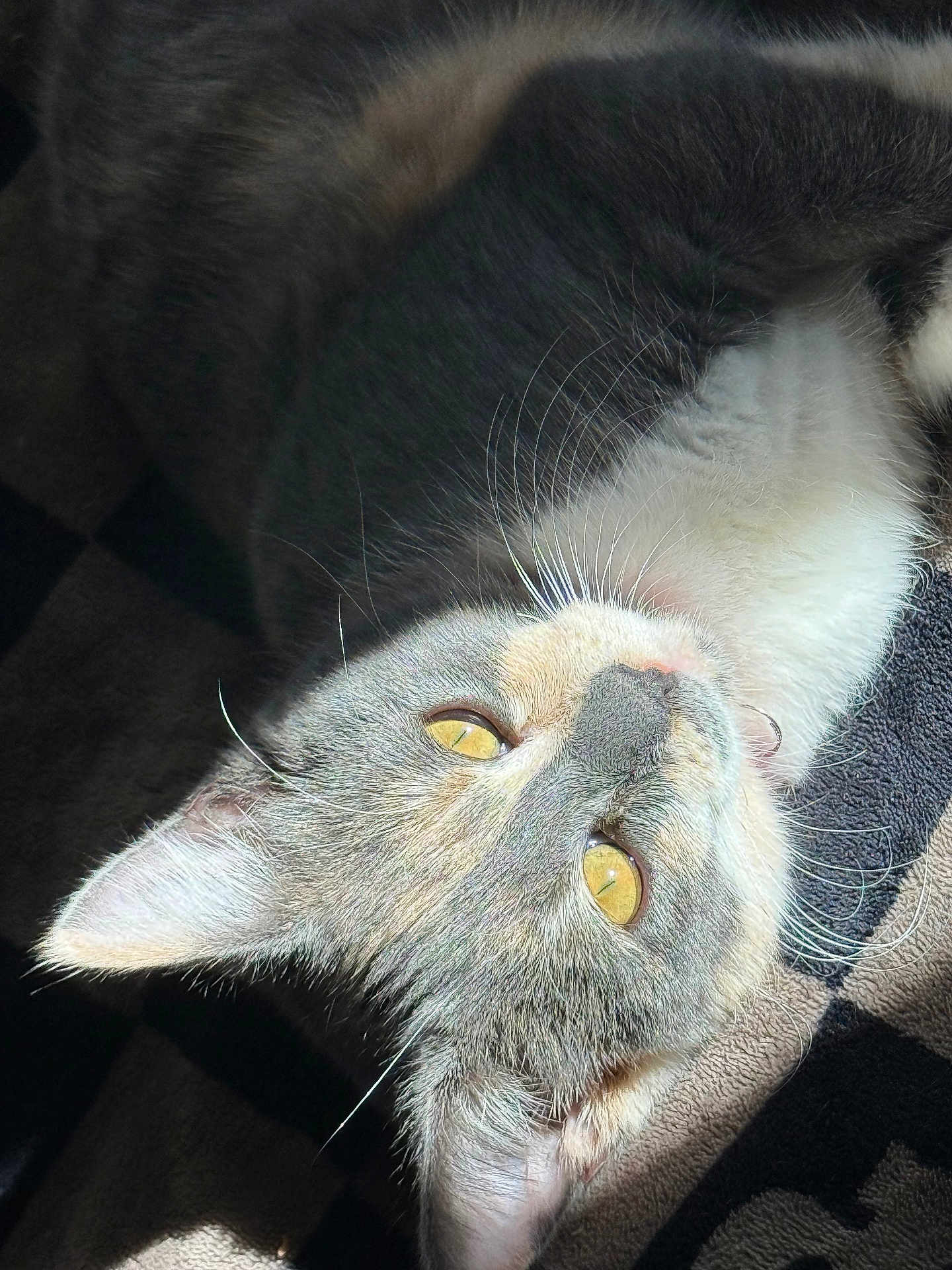Mona Lisa