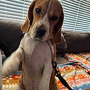 Rudy is registered to the contest to win money with this photo: beagle, puppy, dog, pet, indoor, couch, blanket, paw, leash, chain, window_blinds, brown, white, fur, sitting, cute, animal, companion, domestic, young