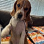 beagle, puppy, dog, pet, indoor, couch, blanket, paw, leash, chain, window_blinds, brown, white, fur, sitting, cute, animal, companion, domestic, young