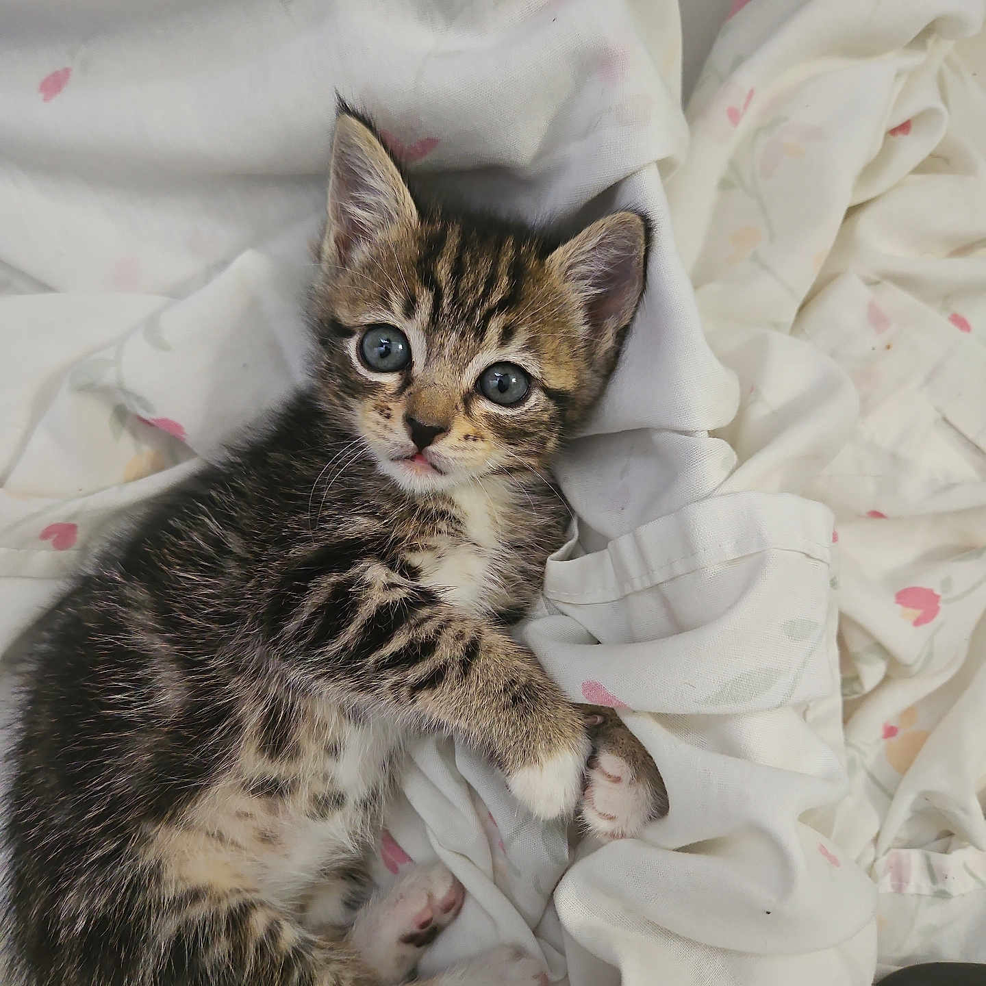 Meowcha joined the competition — help win amazing prizes! adorable, animal, blanket, cat, cute, eyes, fabric, fur, indoor, kitten, lying_down, mammal, paws, pet, resting, sleepy, small, tabby, whiskers, young