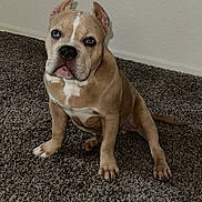 Bronco joined the competition — help win amazing prizes! puppy, dog, tan, white, carpet, indoor, pet, canine, sitting, cute, looking, ears, nose, paws, young, fur, animal, companion, portrait, expression