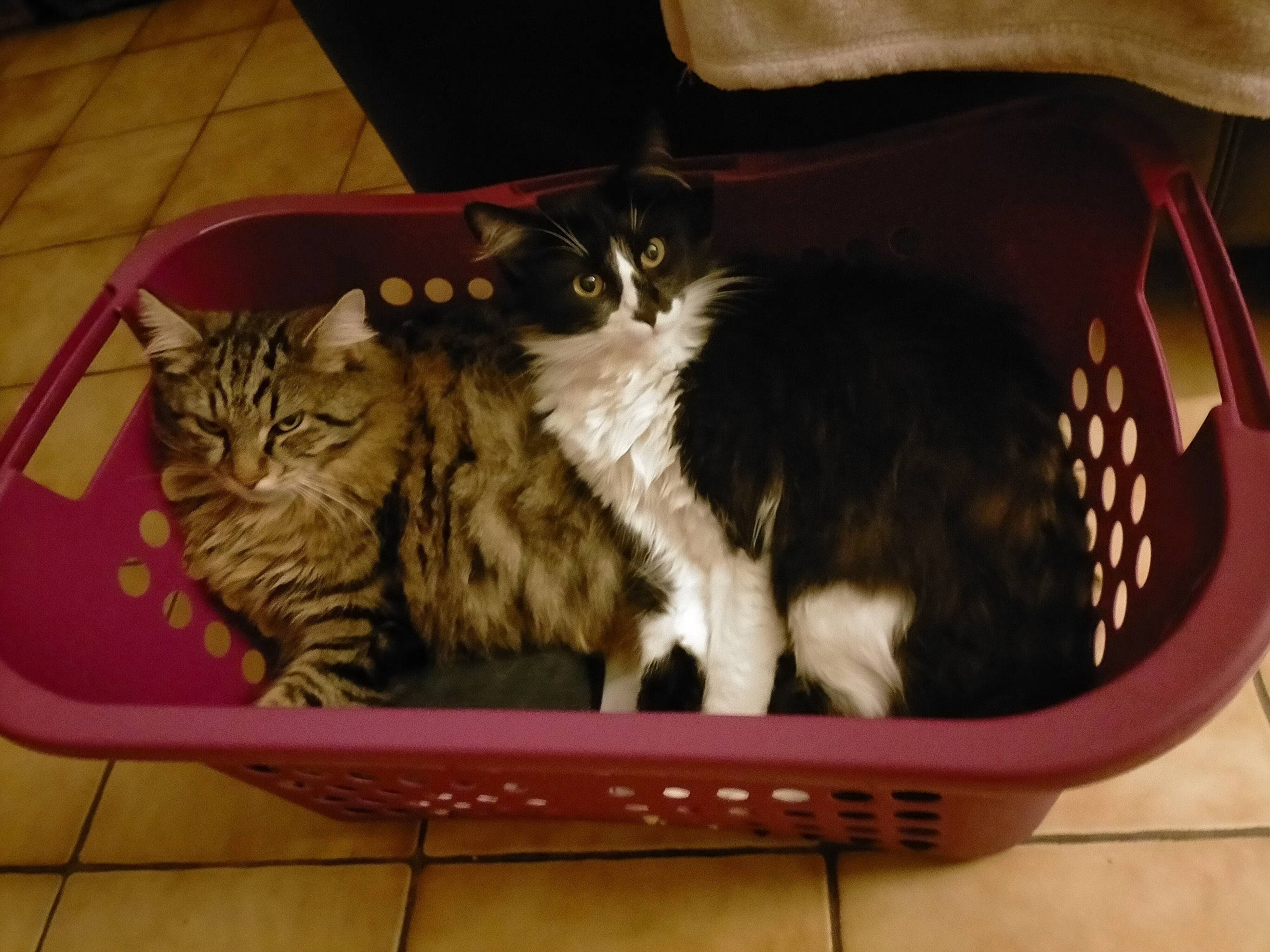 Bambou a rejoint le concours — aidez-le/la à gagner de superbes lots ! bag, basket, box, cardboard, carnivore, cat, cat_supply, comfort, domestic_short_haired_cat, felidae, flooring, fur, hardwood, packaging_and_labeling, paw, pet_supply, rectangle, small_to_medium_sized_cats, tail, whiskers