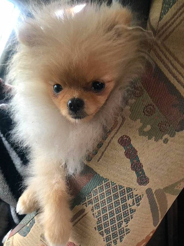 Villow participe au concours pour gagner de l'argent avec cette photo : canidae, carnivore, companion_dog, corgi_chihuahua, dog, dog_breed, dog_supply, fawn, fur, german_spitz, german_spitz_klein, liver, pattern, puppy, snout, spitz, sporting_group, toy_dog, volpino_italiano, working_animal