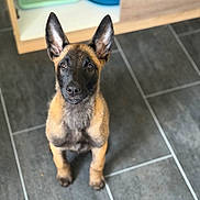 Bela participe au concours pour gagner de l'argent avec cette photo : animal, attention, background, belgian_malinois, black, bowl, brown, canine, cute, dog, domestic, ears, floor, indoor, looking_up, pet, puppy, sitting, tile, young
