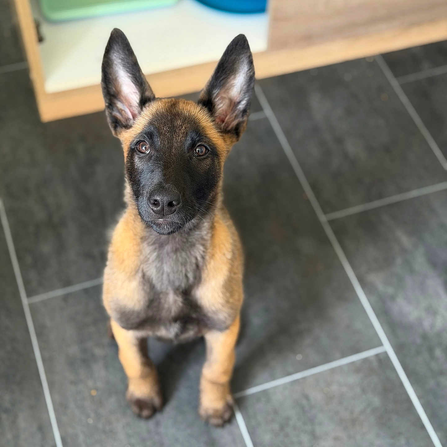 Bela