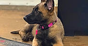 Bela a rejoint le concours — aidez-le/la à gagner de superbes lots ! animal, belgian_malinois, canine, collar, dog, domestic_animal, door, ears_up, floor, furniture, house, indoor, looking_away, lying_down, pet, pink, puppy, tag, wooden_floor, young_dog
