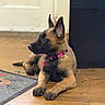 Bela a rejoint le concours — aidez-le/la à gagner de superbes lots ! puppy, dog, belgian_malinois, collar, pink, indoor, floor, wooden_floor, pet, animal, young_dog, ears_up, lying_down, looking_away, furniture, door, tag, domestic_animal, canine, house